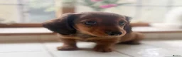 Miniature Dachshund dogs for sale: Stunning Miniature Dachshunds  - Advert 2