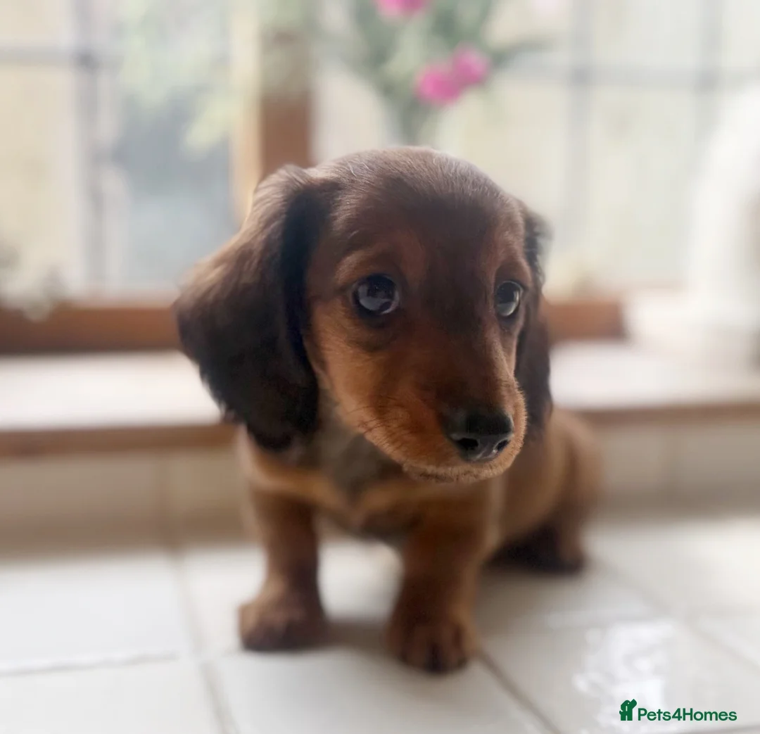 Miniature Dachshund dogs for sale: Stunning Miniature Dachshunds  - Advert 2