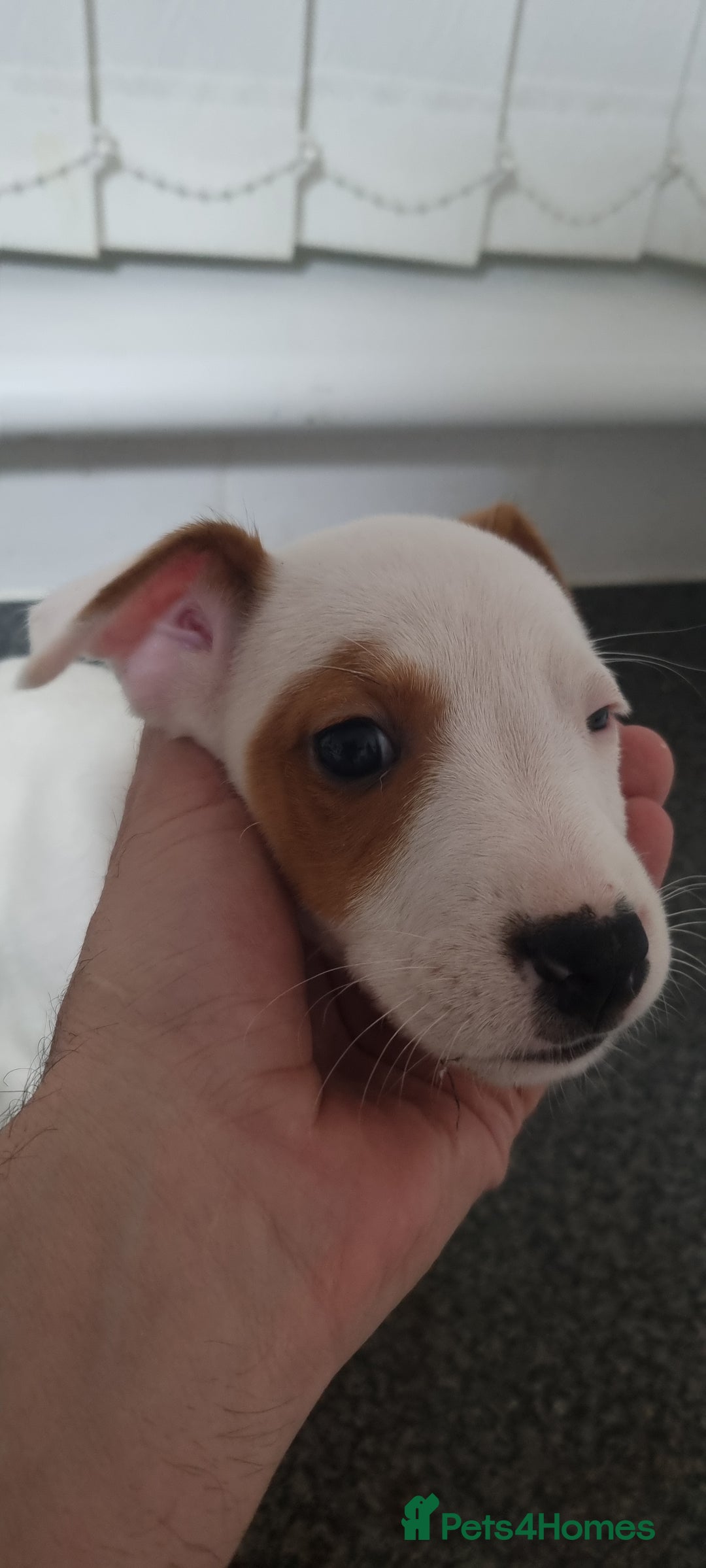 Jack Russell dogs for sale: Jack Russel puppies  - Advert 16