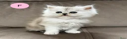 Persian cats for sale: Beautiful fluffy Persian kittens, PKD clear - Advert 15