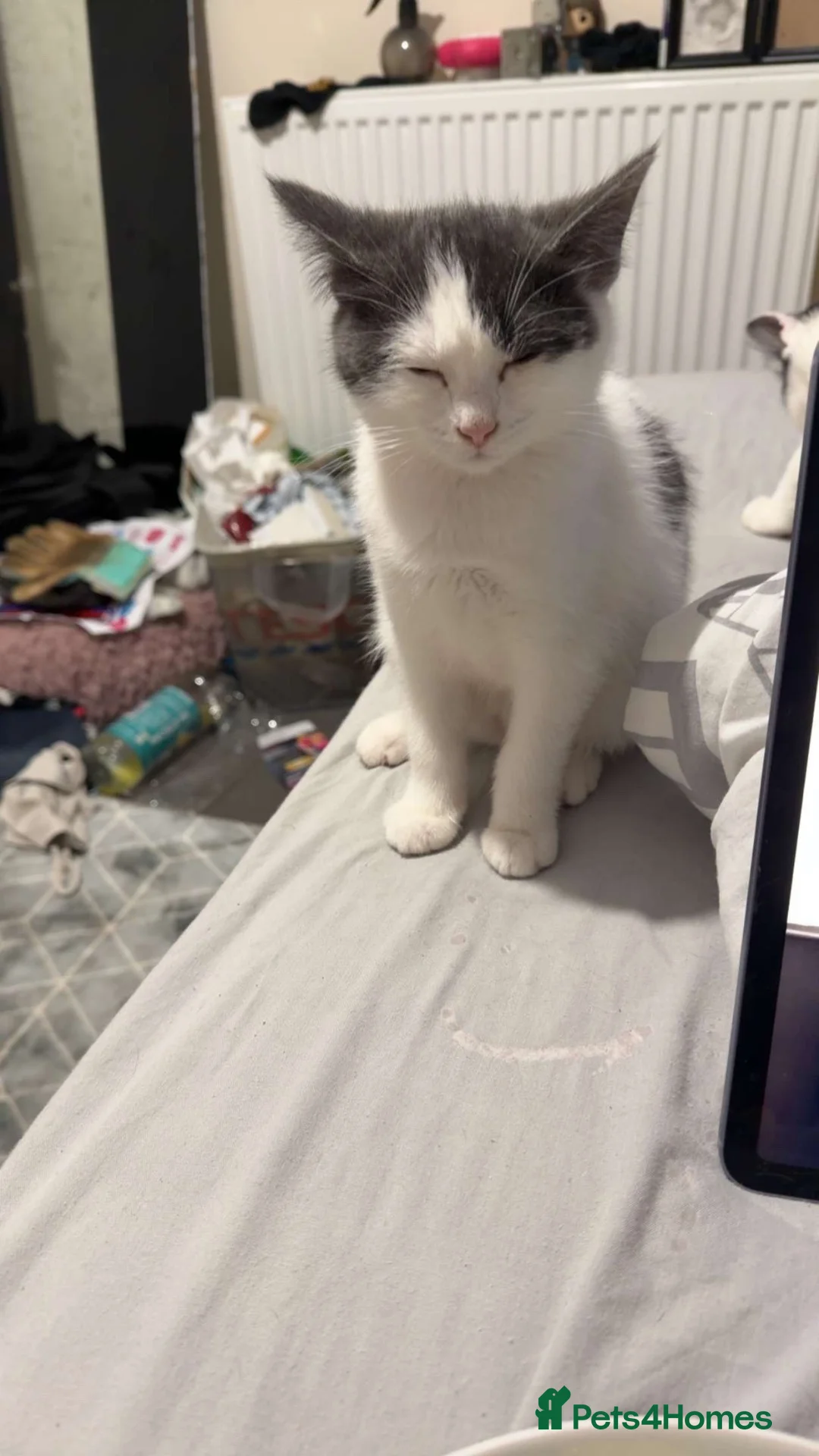 Mixed Breed cats for sale: This is nala  in Aberdeen - Advert 2