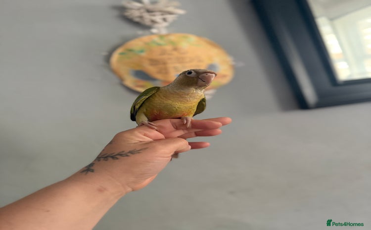 Conures birds - Advert 2
