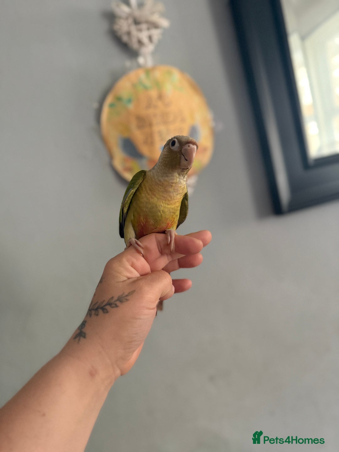Conures birds for sale: Hand reared conures  - Image 1