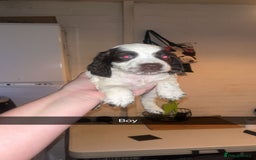 Cocker Spaniel dogs for sale: 7 pups 4 girls 3 boys  - Image 10