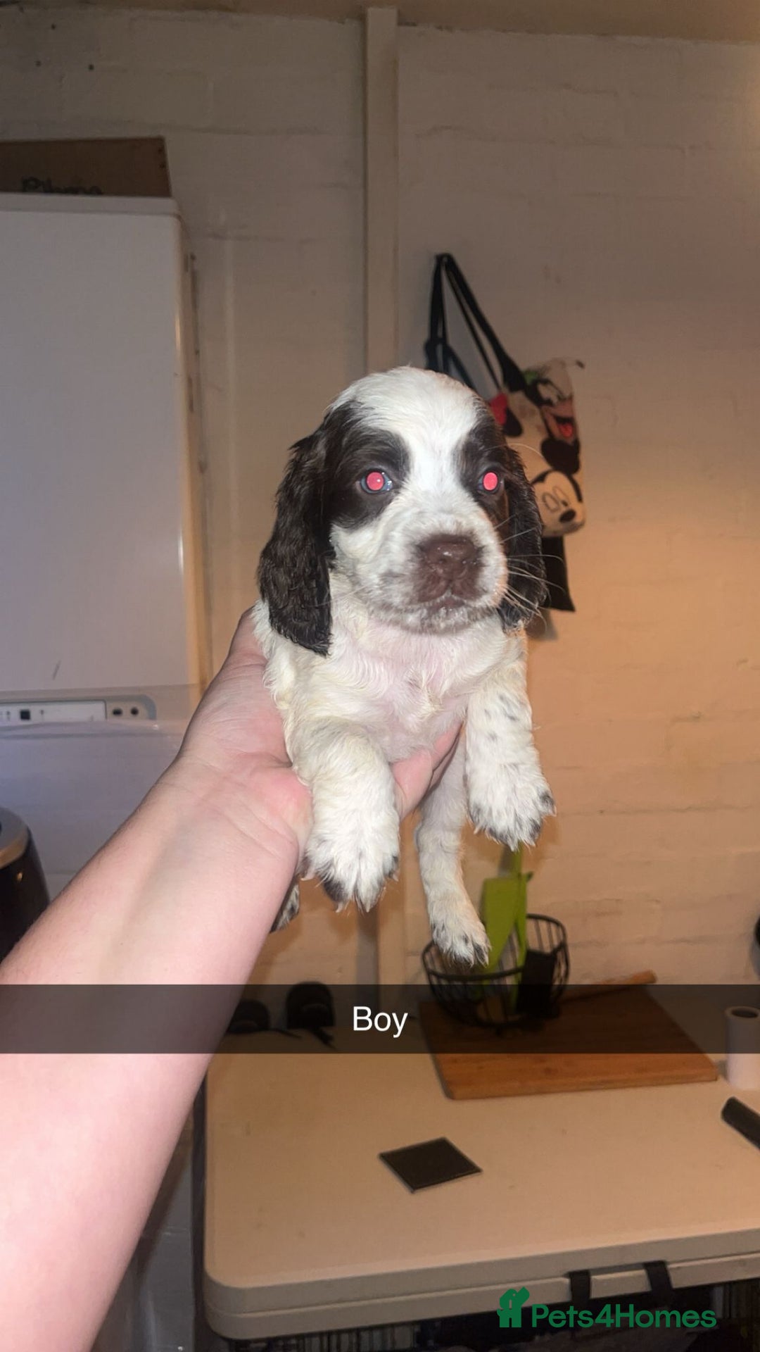 Cocker Spaniel dogs for sale: 7 pups 4 girls 3 boys  - Image 10