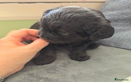 Cavapoo dogs for sale: Gorgeous Cavapoo puppies looking for forever home - Image 10
