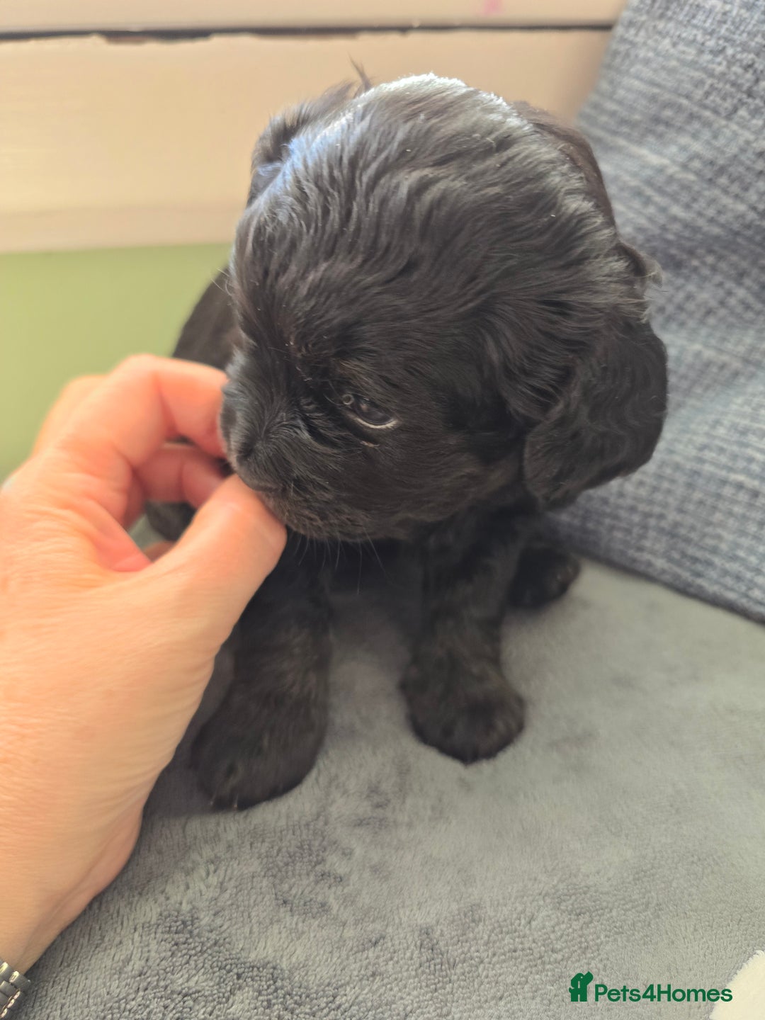 Cavapoo dogs for sale: Gorgeous Cavapoo puppies looking for forever home - Image 10