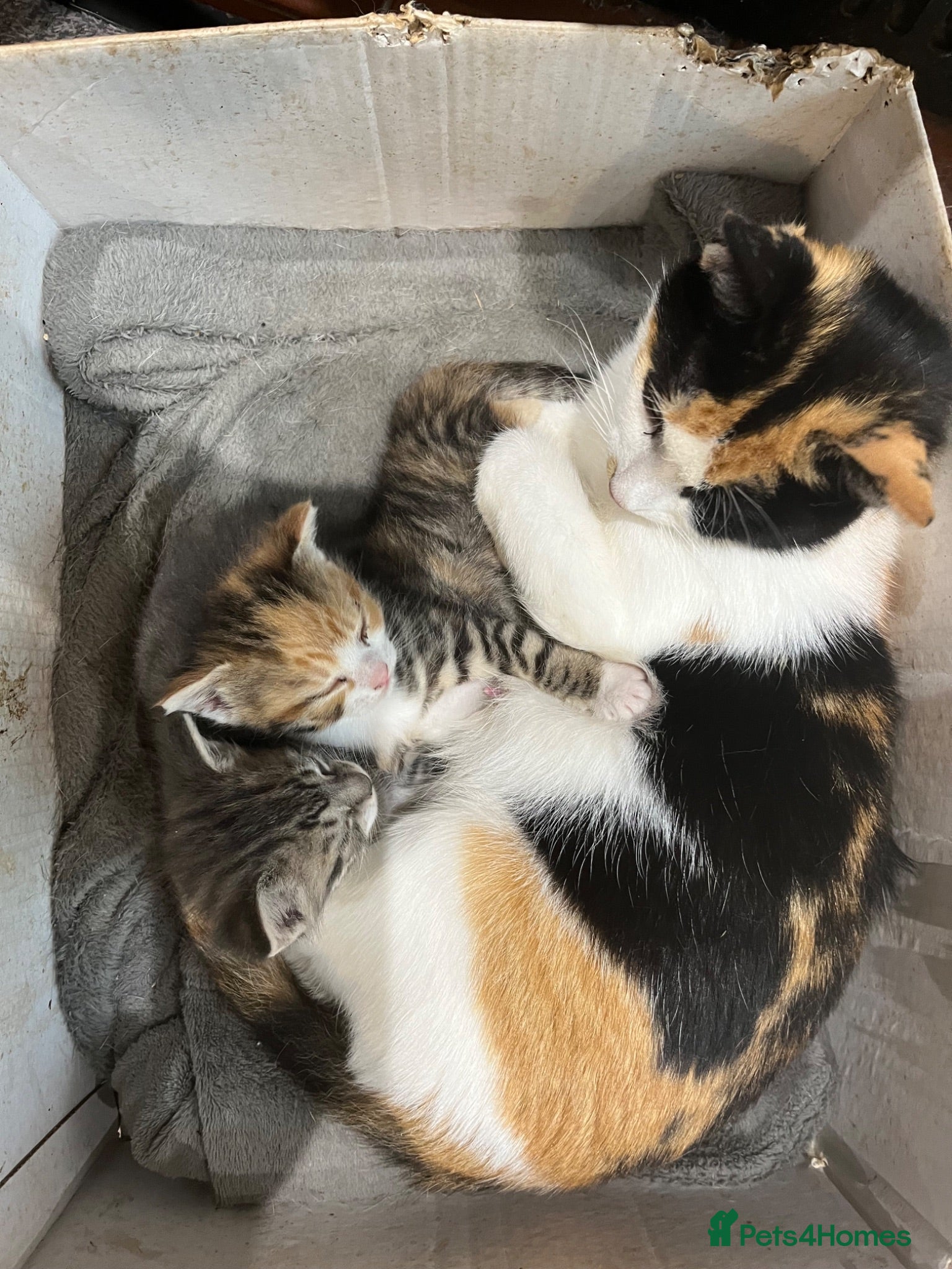 Mixed Breed cats Two beautiful female kittens - Advert 2