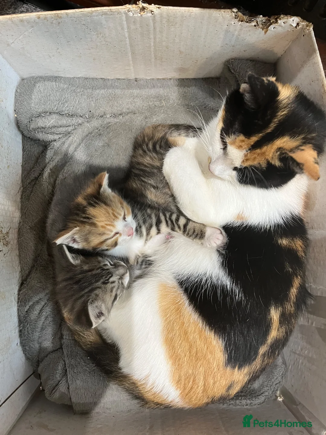 Mixed Breed cats for sale: Two beautiful female kittens - Advert 1