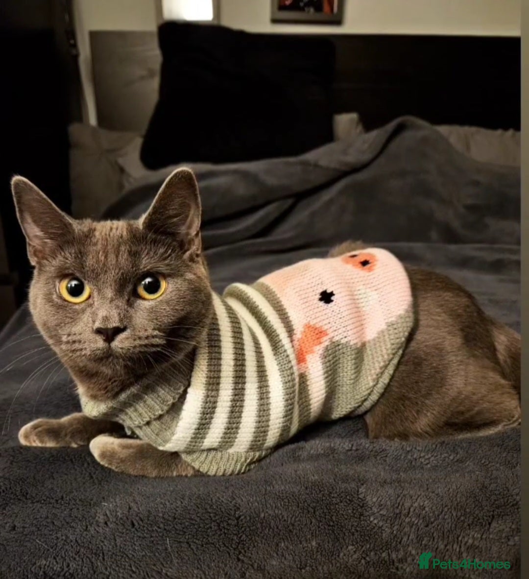 Mixed Breed cats Looking for new home free - Advert 3