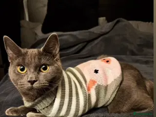 Mixed Breed cats Looking for new home free - Advert 3