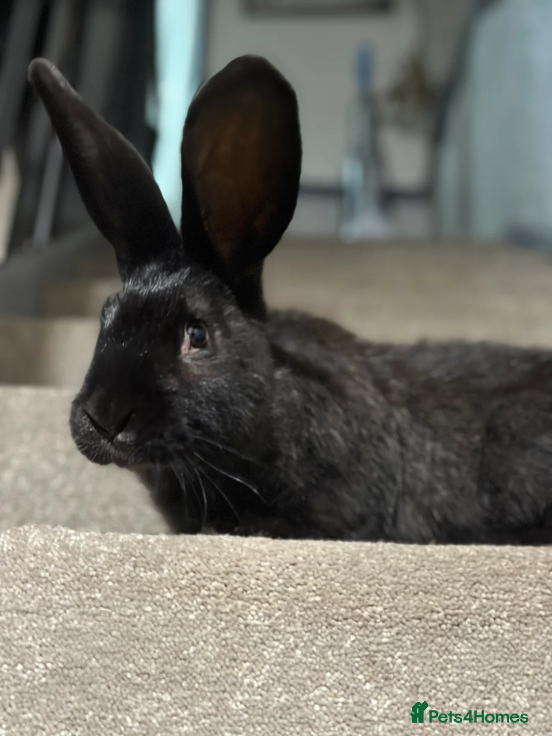Continental Giant rabbits for sale: Continental giant kits  in Chester - Advert 4