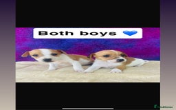 Jack Russell dogs for sale: Beautiful Jack Russel puppies  - Image 3