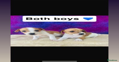 Jack Russell dogs - Advert 2