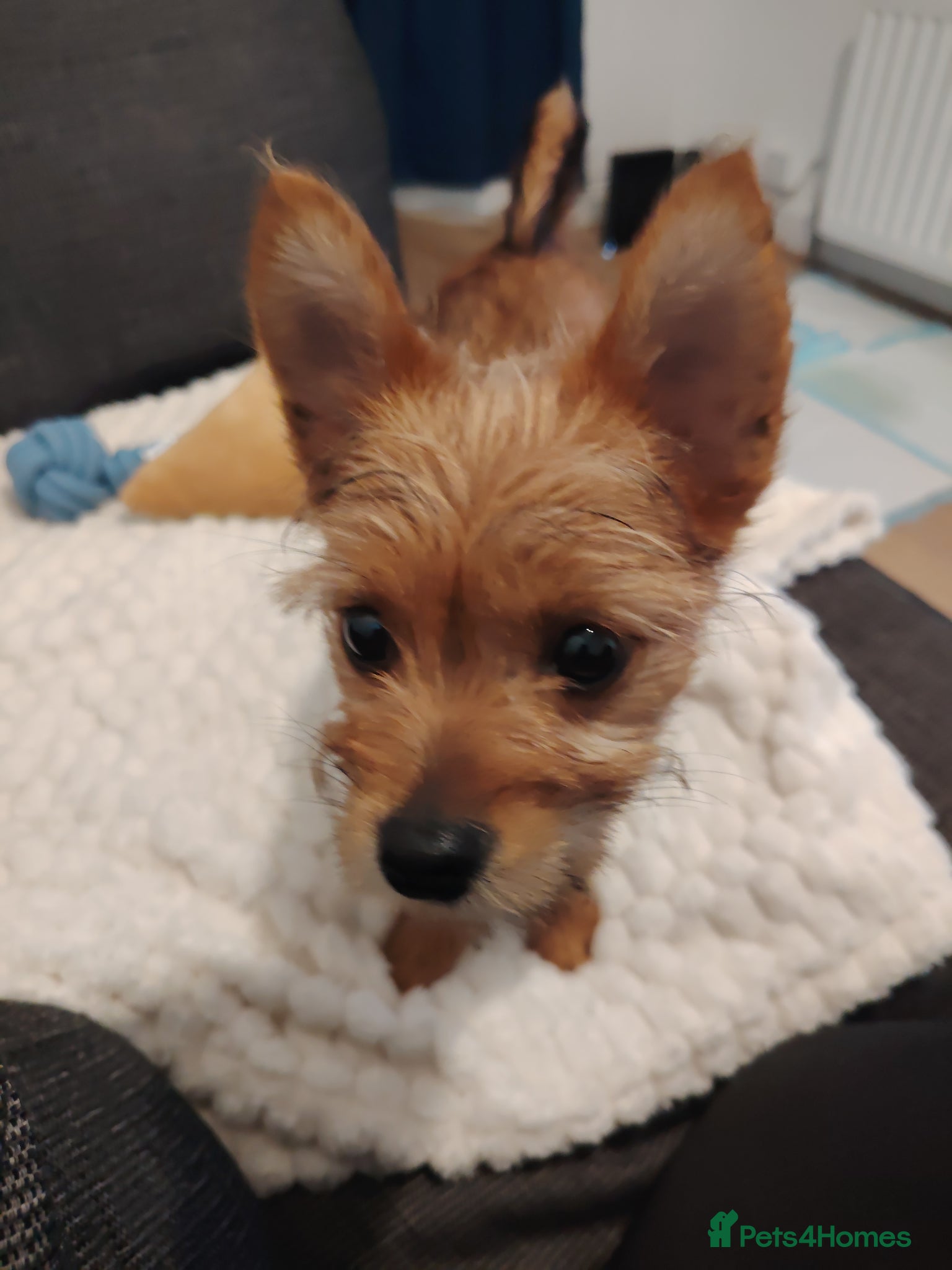 Mixed Breed dogs for sale: Terrier mix with Pomeranian puppy - Advert 6