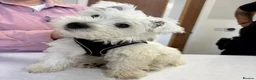 West Highland Terrier dogs for stud: West Highland Terrier - Advert 4