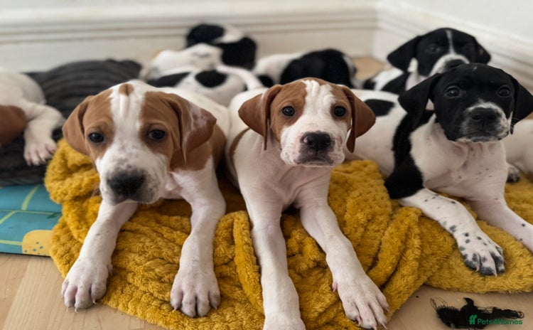 Pointer dogs - Advert 1