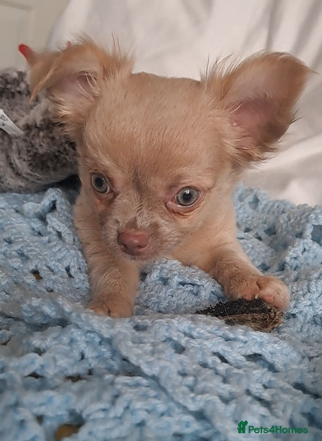 Chihuahua dogs Last 2 long coat Chihuahua male pups available - Advert 10