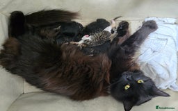 Domestic Shorthair cats for sale: Beautiful Girl Kitten ready to leave - Image 15