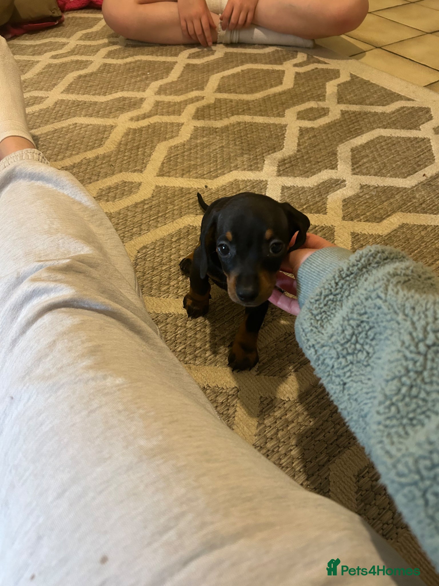 Miniature Dachshund Puppy 4