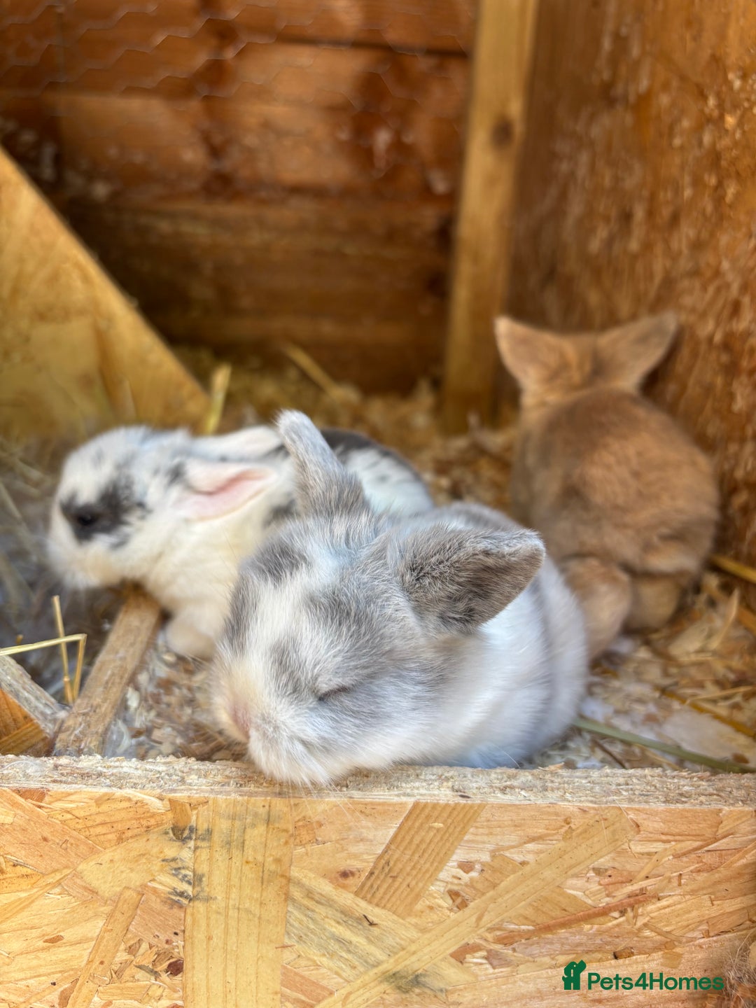 Mini Lop rabbits for sale: Mini Lops & Mini Lion Lops. Separate litters - Image 12
