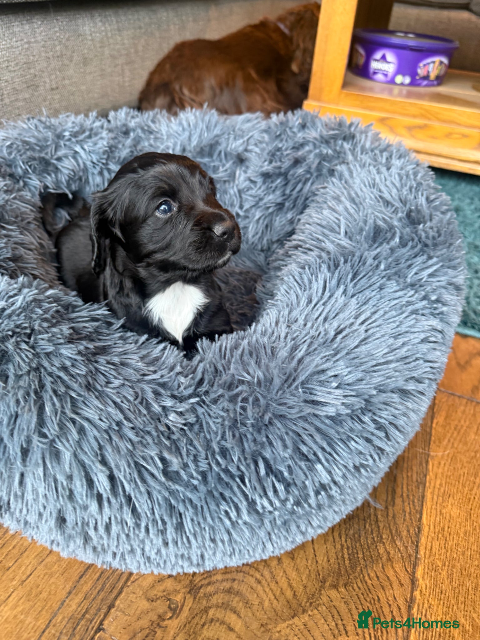 Cocker Spaniel dogs Black Working Cocker spaniel puppy for sale  - Advert 1