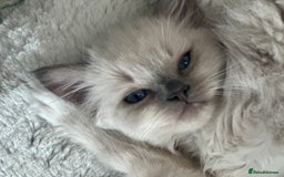 Ragdoll cats for sale: Adorable Kittens Looking for Their Forever Home - Image 6