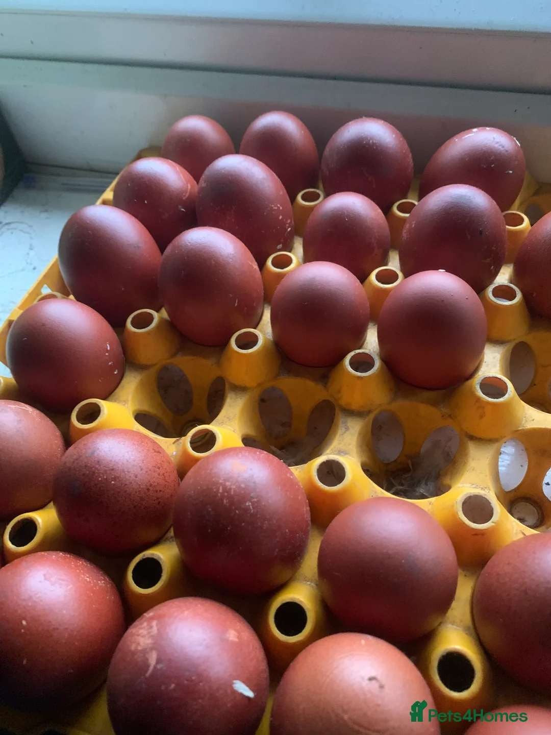 Chickens poultry for sale: French Maran  - Advert 6