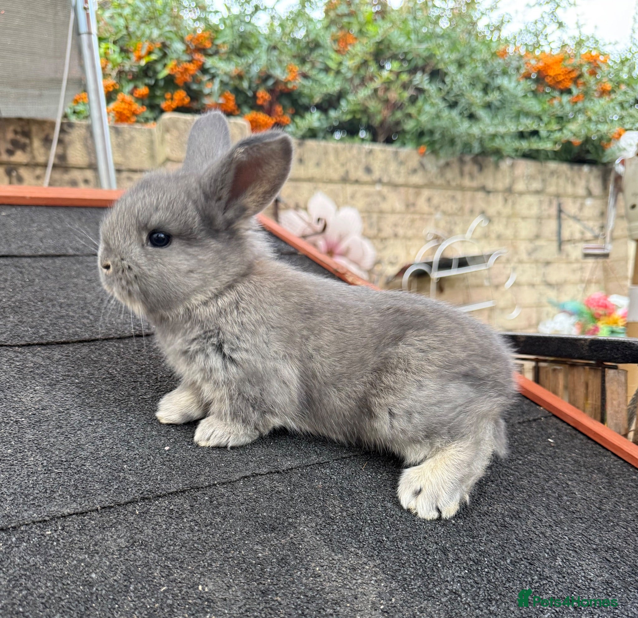 Continental Giant rabbits 2 x Gorgeous Continental/French Lop Bunnies ♥️ - Advert 1