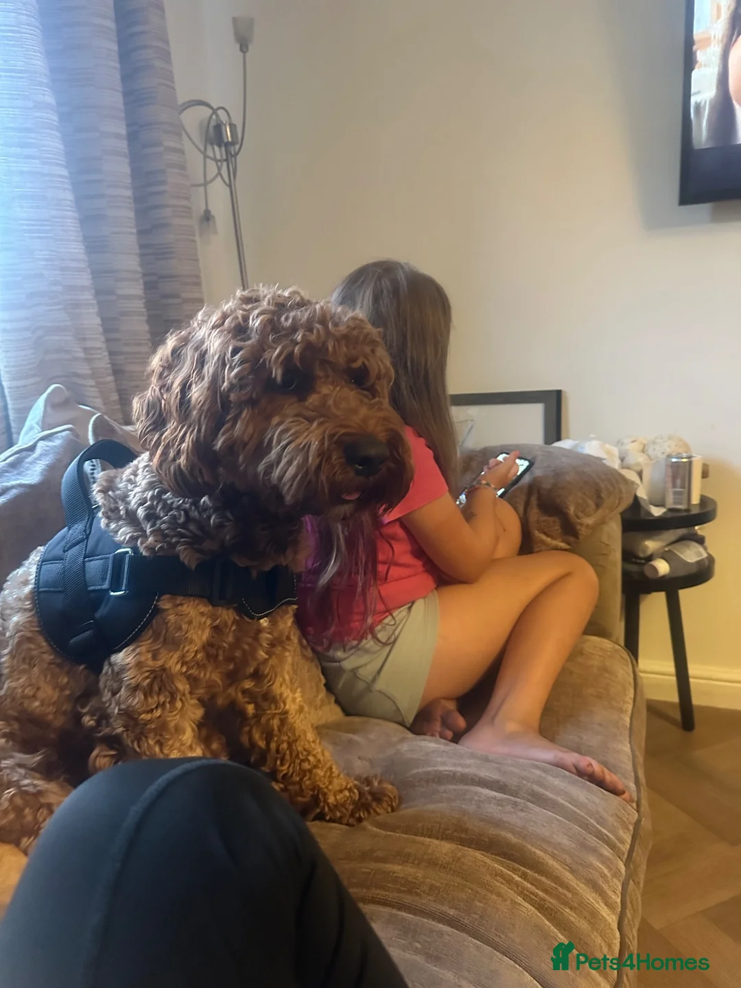 Cockapoo dogs for sale: Rusty – 18-Month-Old Loving, Playful Boy - Advert 2
