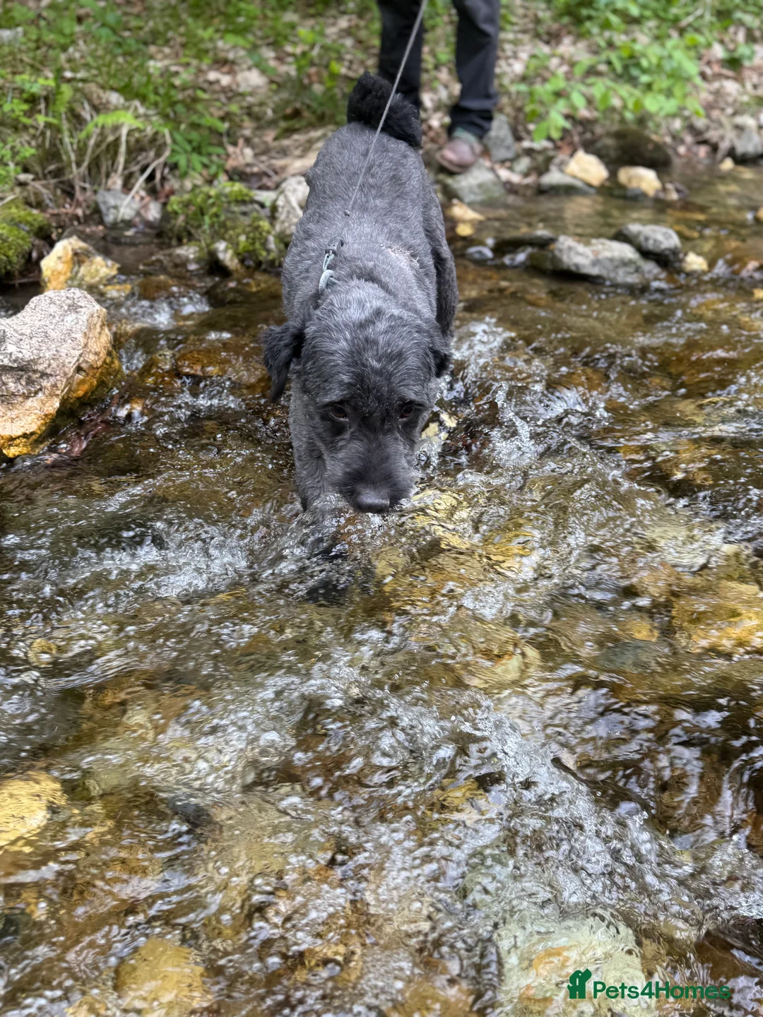 Mixed Breed dogs for adoption: Buzz needs a home - Advert 6