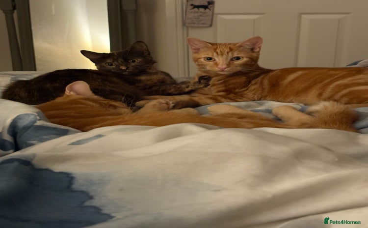 Mixed Breed cats - Advert 1