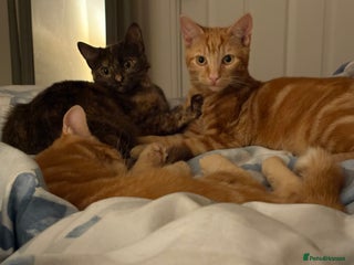 Mixed Breed cats - Advert 11