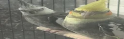 Cockatiels birds for sale: Bonded Pair of Cockatiels (Male & Female) - Advert 1