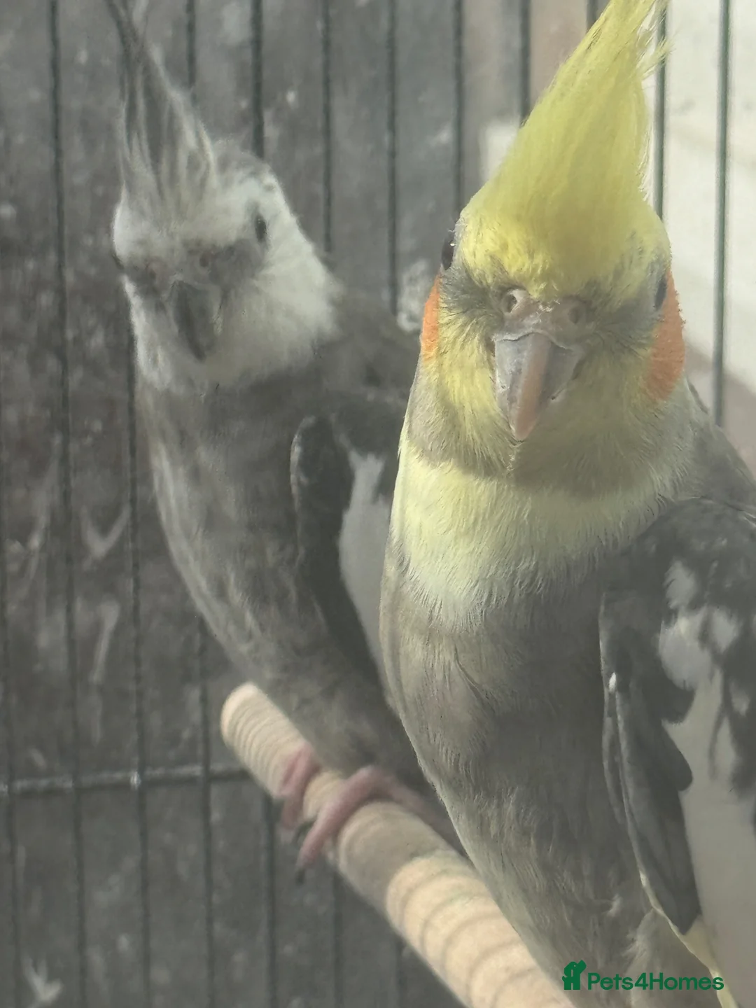 Cockatiels birds for sale: Bonded Pair of Cockatiels (Male & Female) - Advert 1