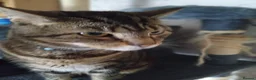 Mixed Breed cats for sale: Rema  in Leicester - Advert 2