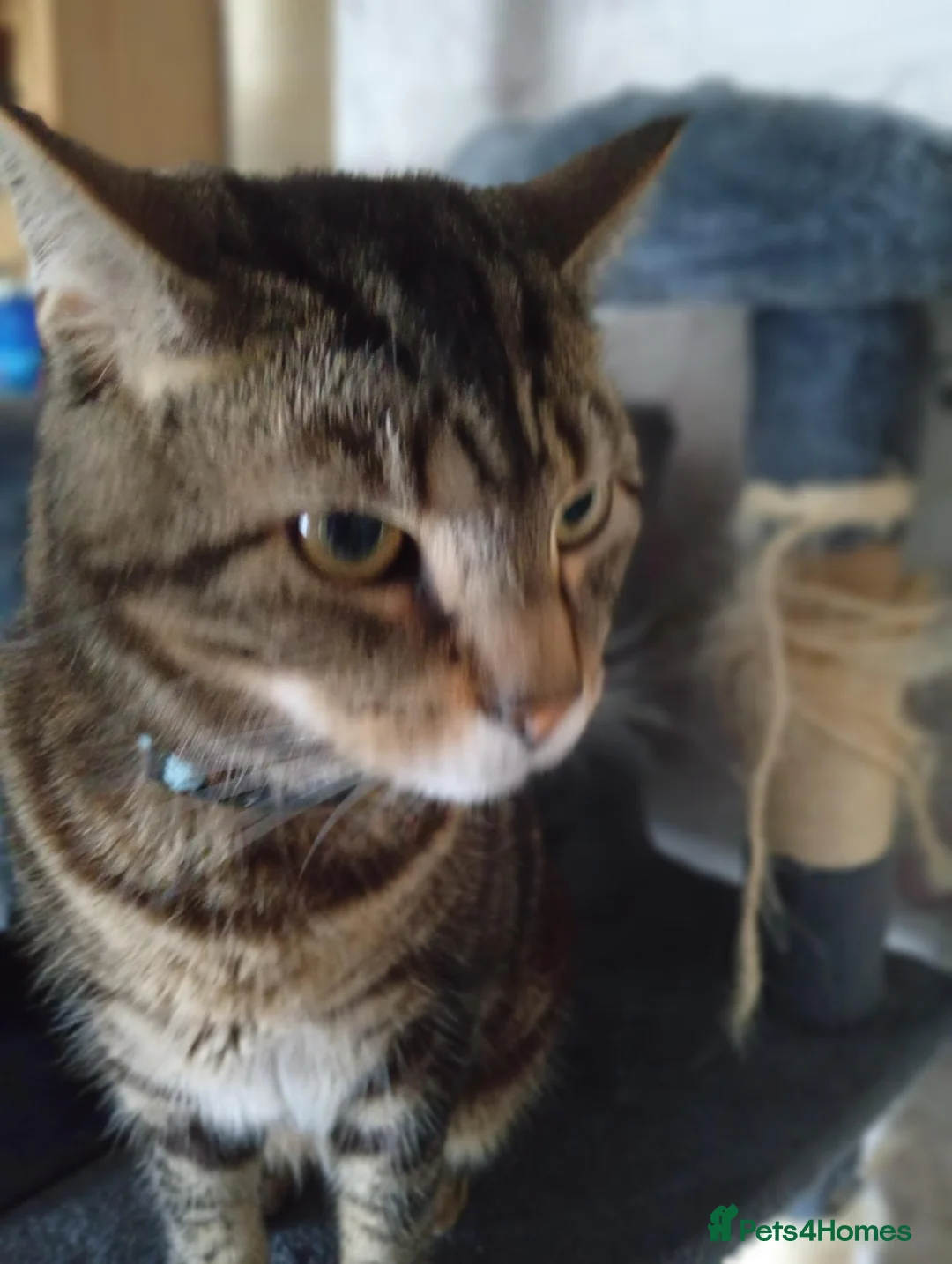 Mixed Breed cats for sale: Rema  in Leicester - Advert 2