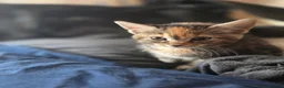 Mixed Breed cats for sale: Tabby kittens  - Advert 13