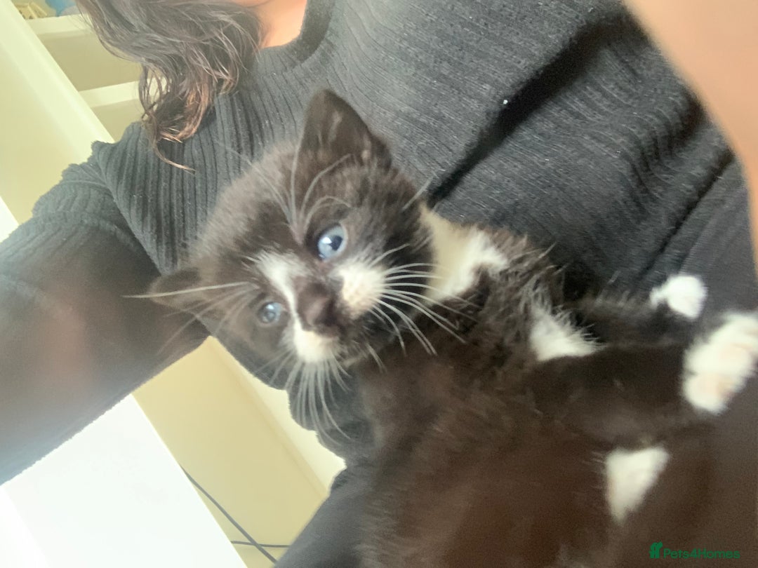 Mixed Breed cats for sale: Harlequin Mixed Breed Kittens  - Image 5