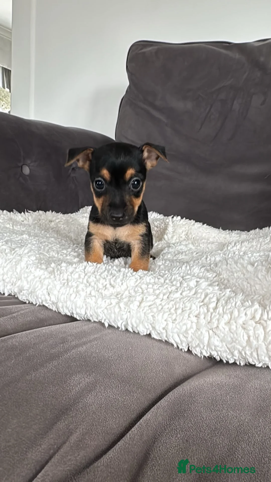 Jack Russell dogs for sale: Jack Russel puppies - Advert 9