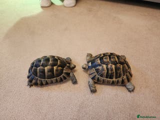 Tortoise reptiles Tortoises - Advert 8