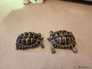 Tortoise reptiles Tortoises - Advert 11