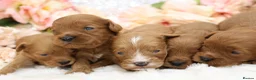 Cavapoo dogs for sale: *HEALTH TESTED* CAVAPOOS - Advert 16