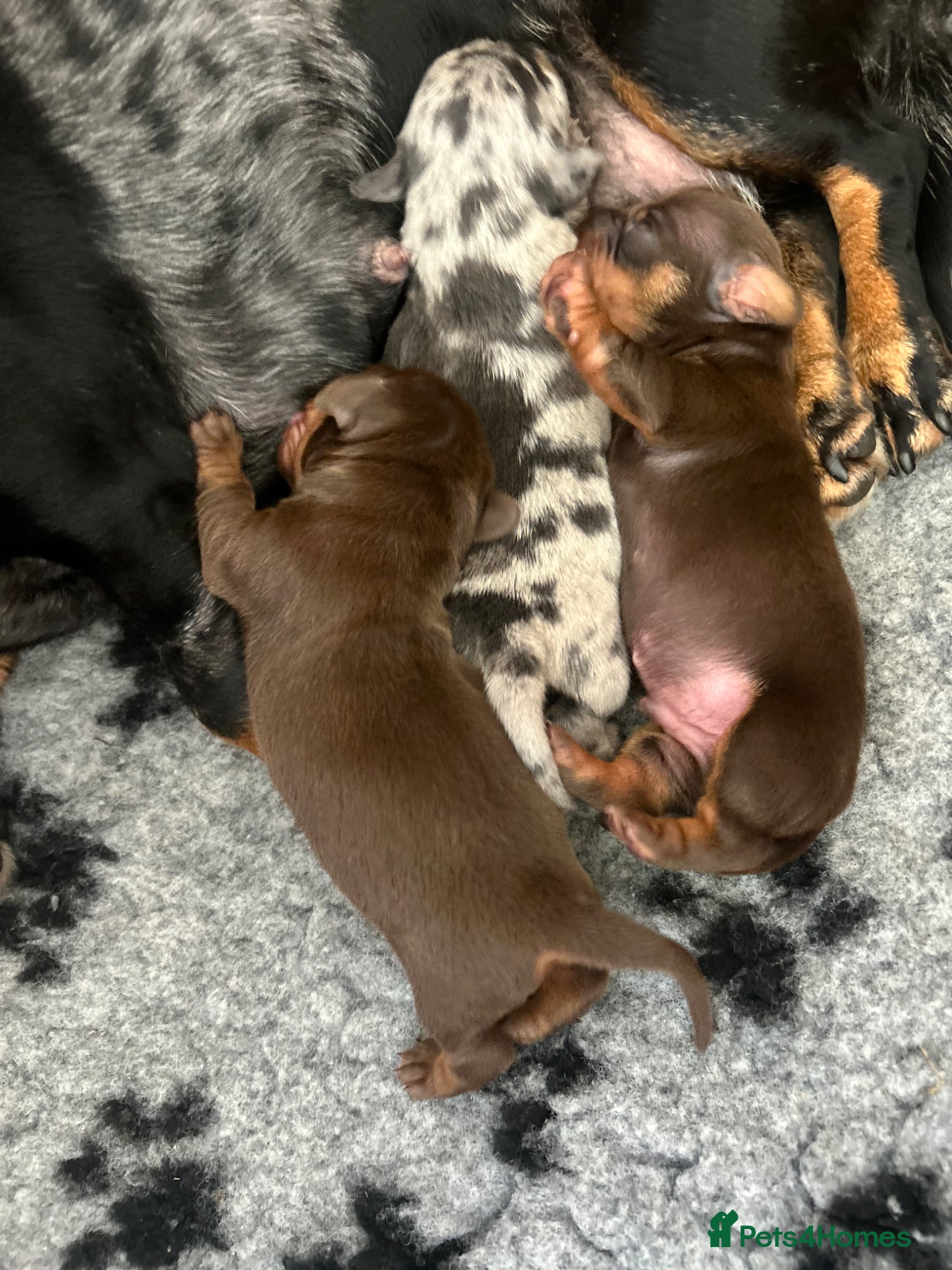 Miniature Dachshund dogs KC Registered miniature dachshund puppies  - Advert 14