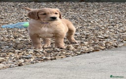 Golden Retriever dogs for sale: male golden retrievers  - Image 6