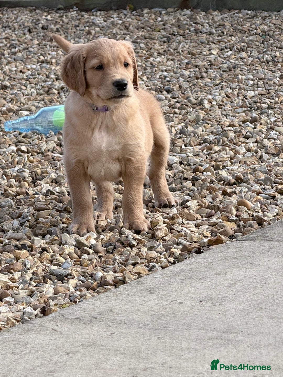 Golden Retriever dogs for sale: male golden retrievers  - Image 6