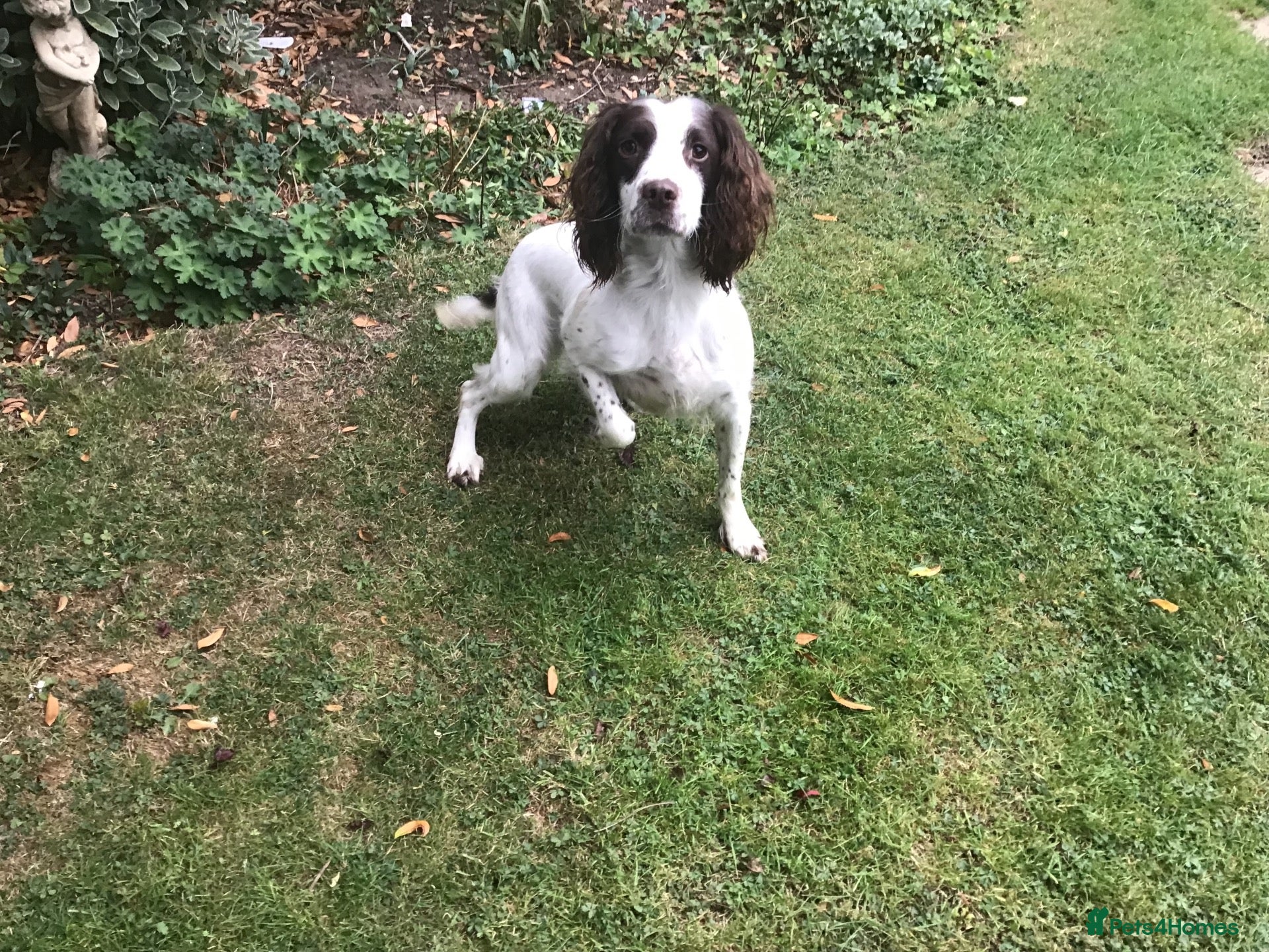 English Springer Spaniel dogs Springer Puppies for Sale - Advert 1