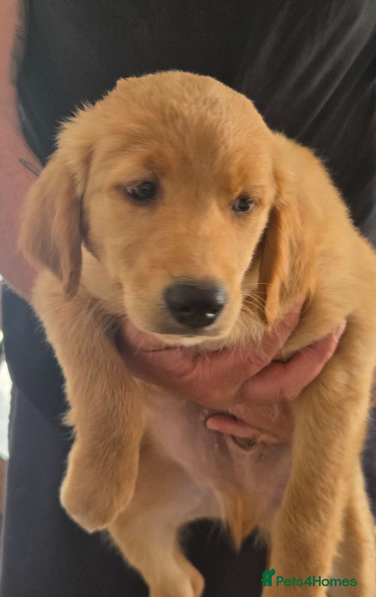 Mixed Breed dogs 💛 READY NOW Golden/Nova Scotia puppies 💛 - Advert 1