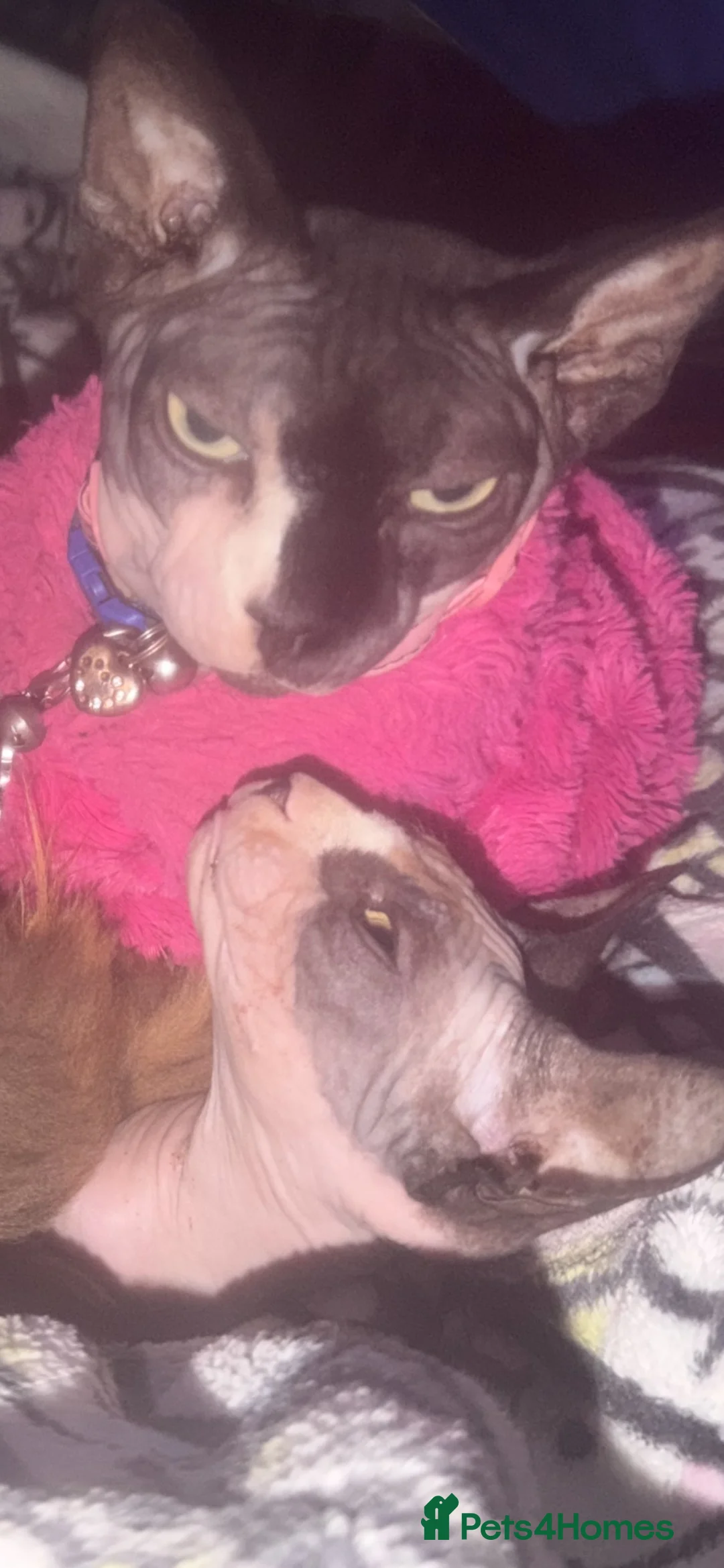 Sphynx cats for sale: Sphynx donskoy - Advert 7