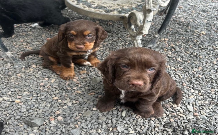 Cocker Spaniel dogs - Advert 1